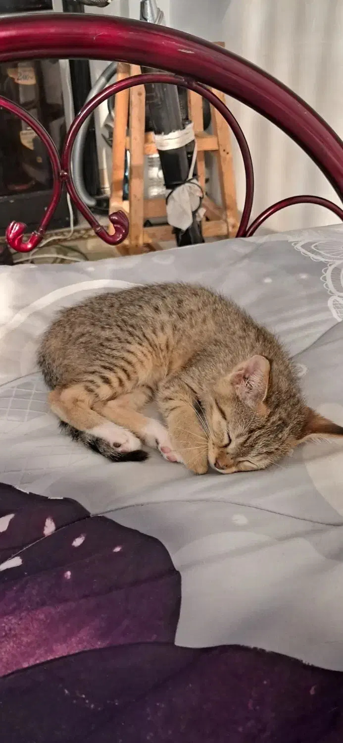 گربه|گربه|لاهیجان, لفمجان|دیوار