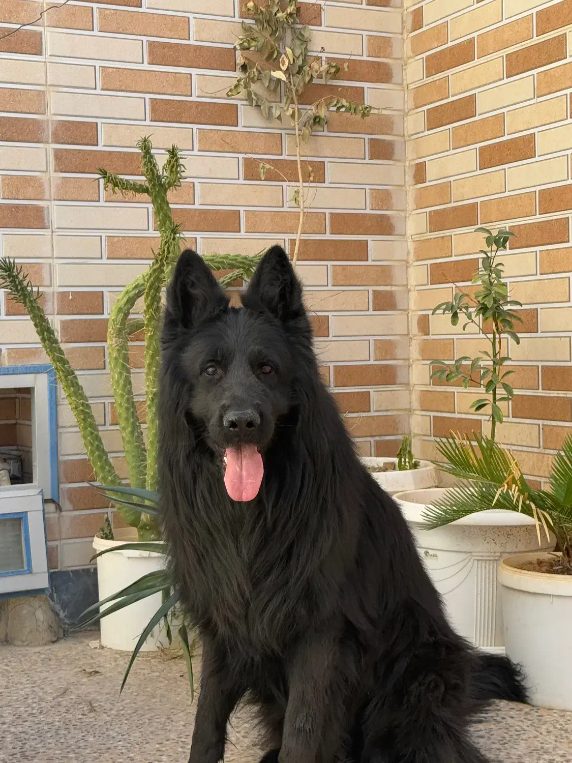 ژرمن بلک با شجره|سگ|شیراز, عفیفآباد|دیوار