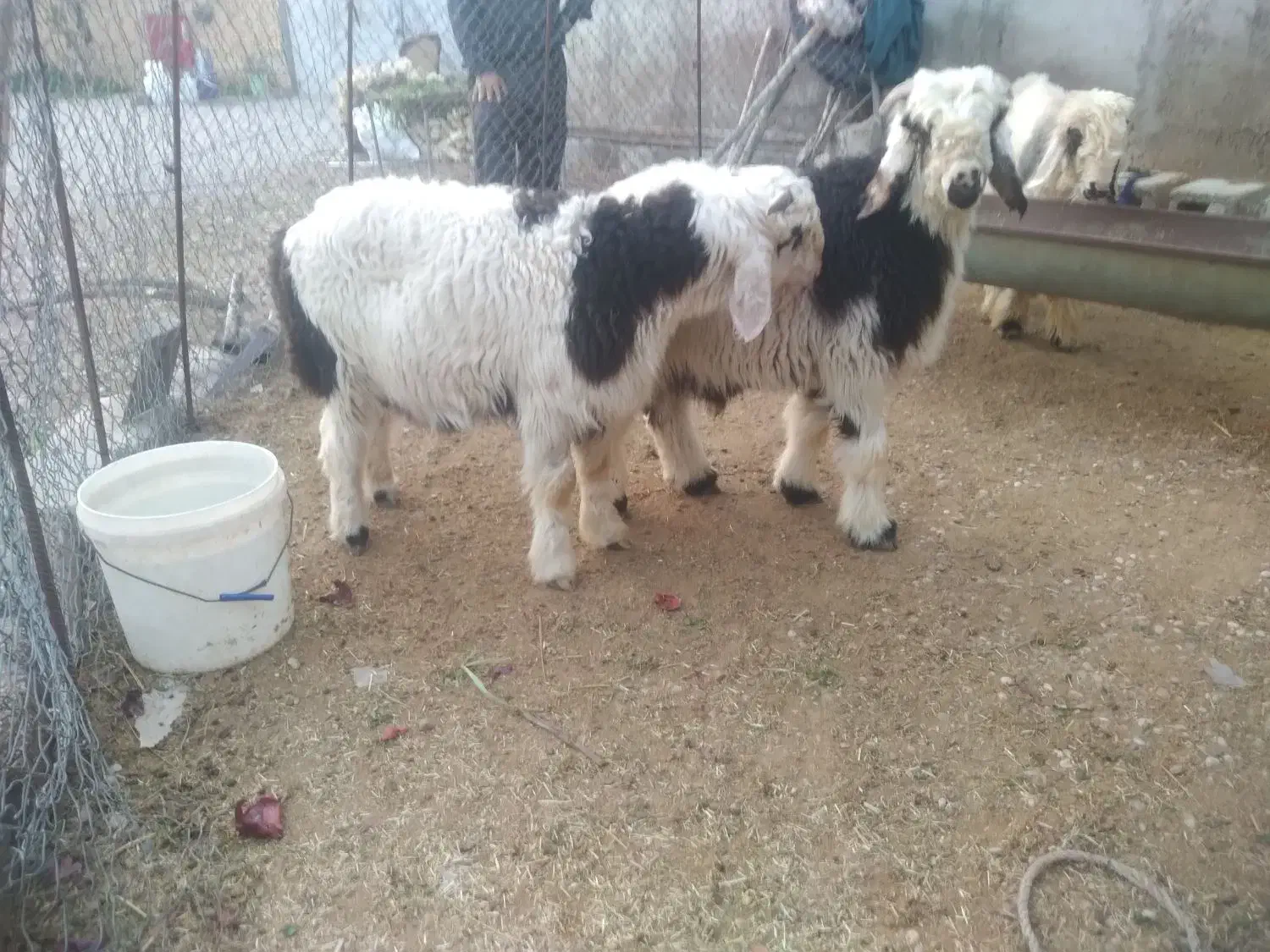 بره نر چاق|حیوانات مزرعه|گتوند, |دیوار