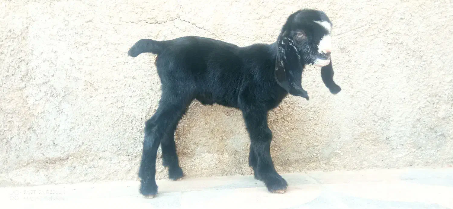 فروش کره|حیوانات مزرعه|برازجان, |دیوار