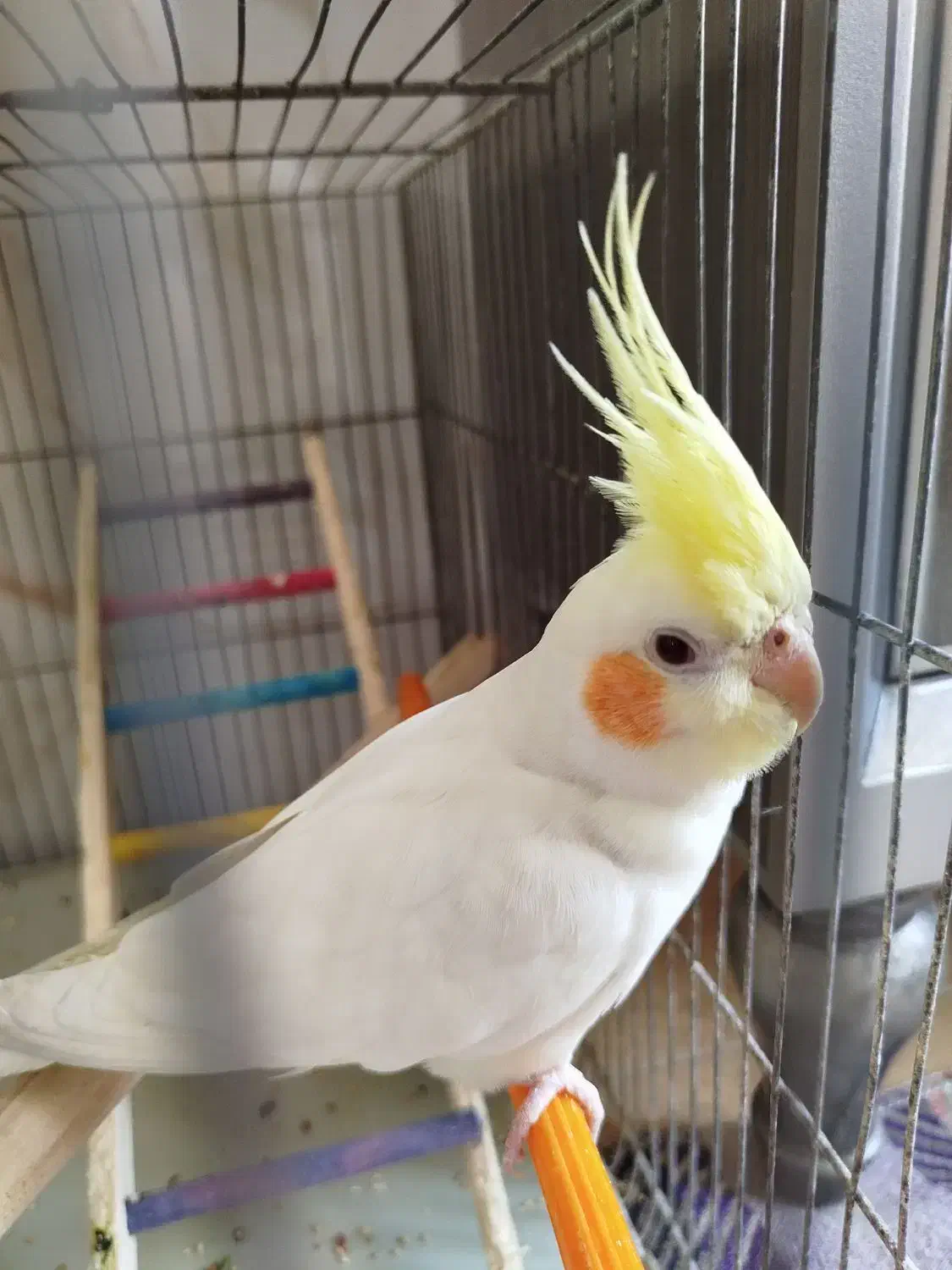 عروس هلندی|پرنده|شهر ری, شهرک نظامی|دیوار