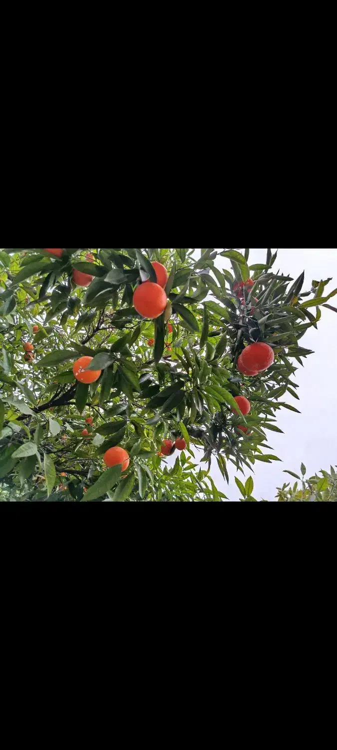 فروش نارنگی یافا و پرتغال تامسون|خوردنی و آشامیدنی|پرهسر, |دیوار