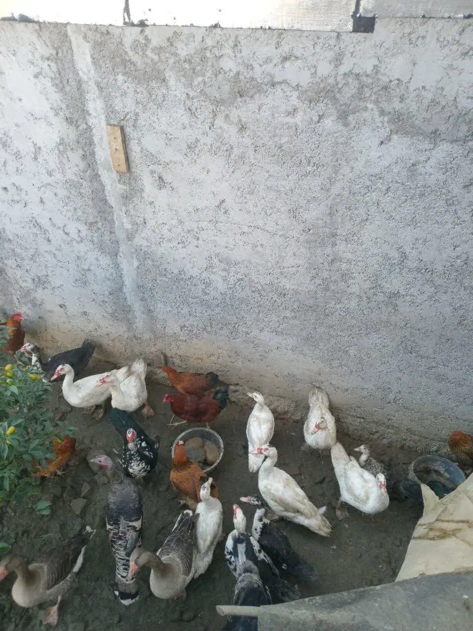 اردک و غاز|حیوانات مزرعه|رانکوه, |دیوار