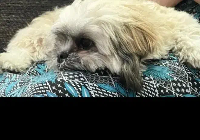 سگ شیترو پودل|سگ|تهران, افسریه شمالی|دیوار