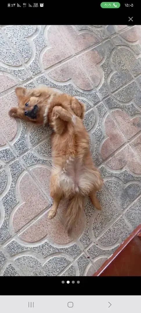 پامر اشپیتز|سگ|اقلید, |دیوار