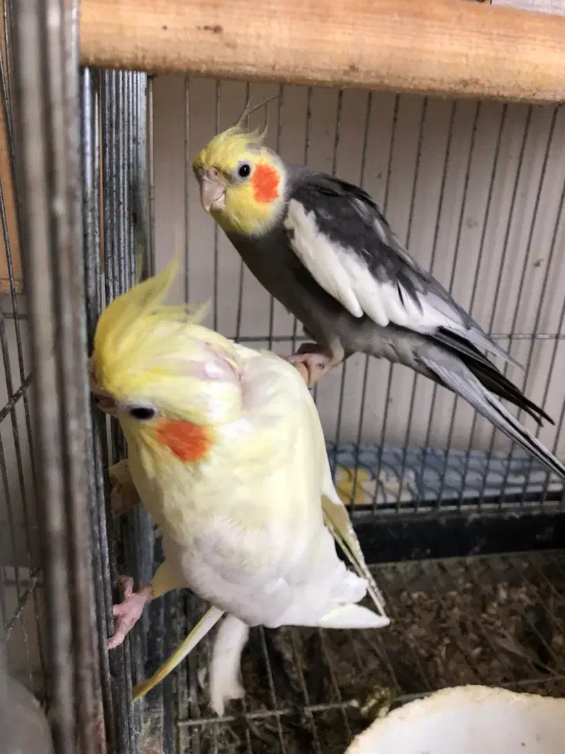 جفت عروس هلندی|پرنده|تالش, طولارود|دیوار