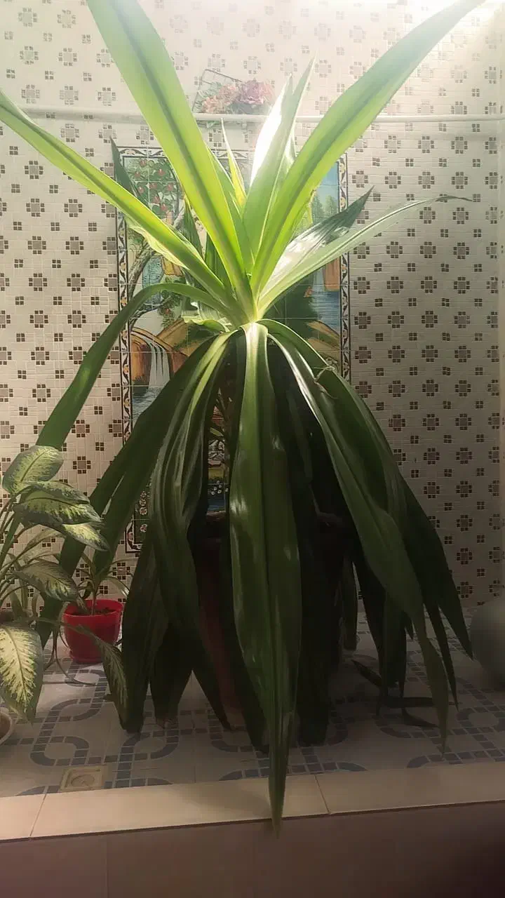 فروش گل|گل و گیاه طبیعی|شیراز, جوادیه|دیوار