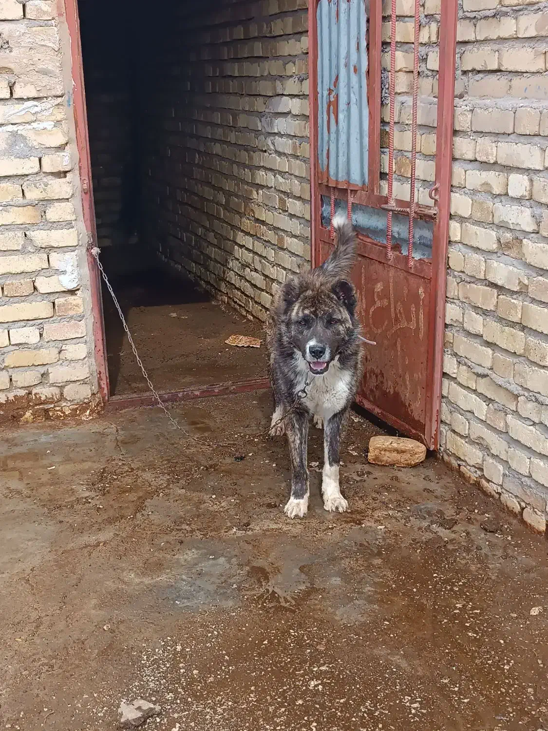 سگ ا|سگ|اراک, |دیوار