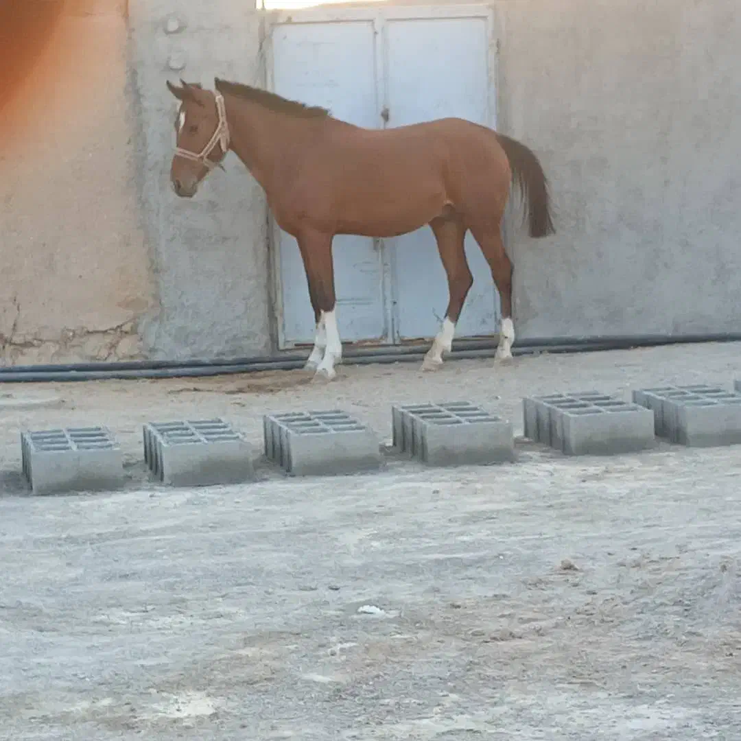 اسب نریون|اسب و تجهیزات اسبسواری|فسا, |دیوار