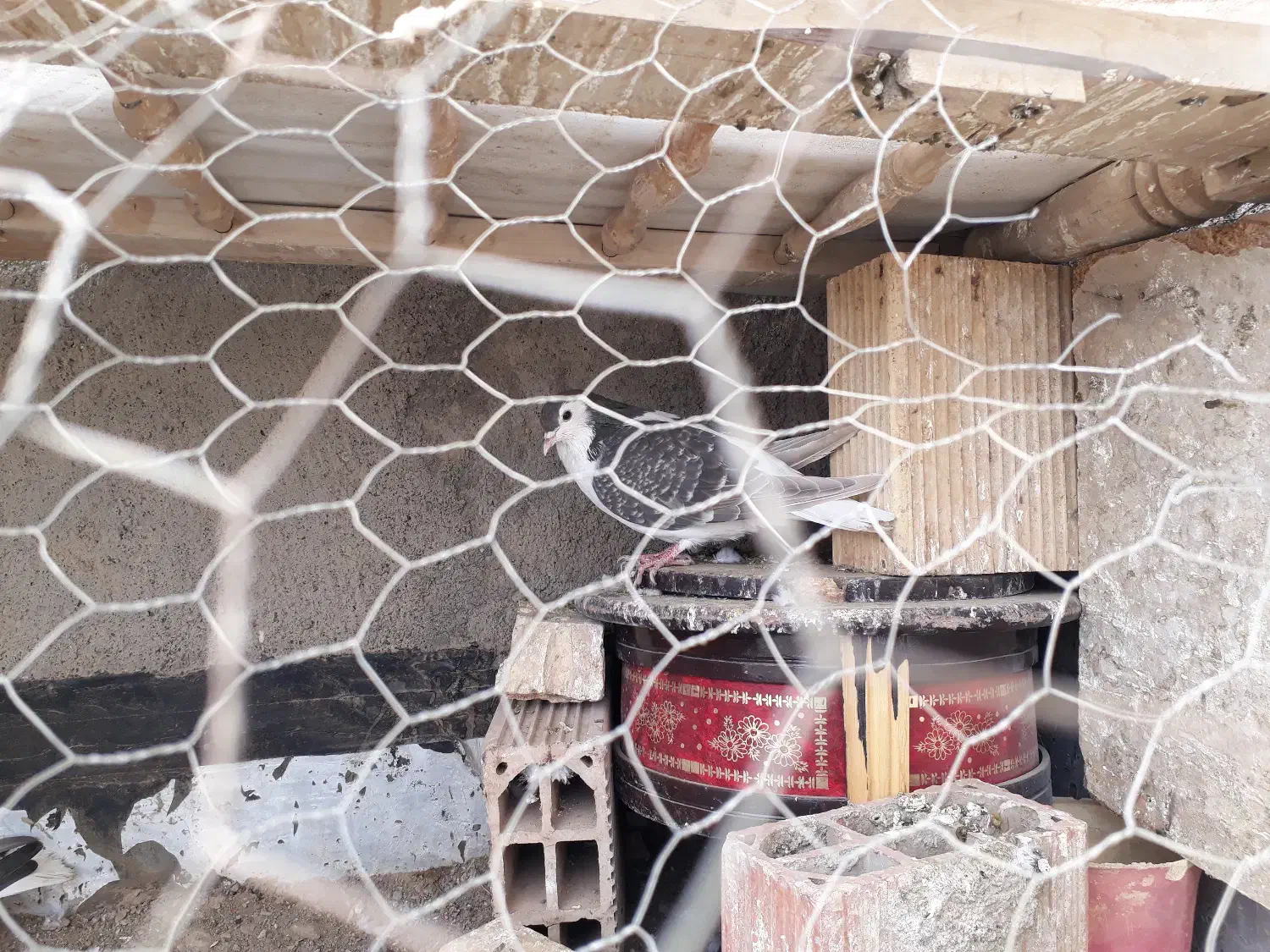 کفتر جفت ساده اتیشی وساده سیاه|پرنده|رضویه, |دیوار