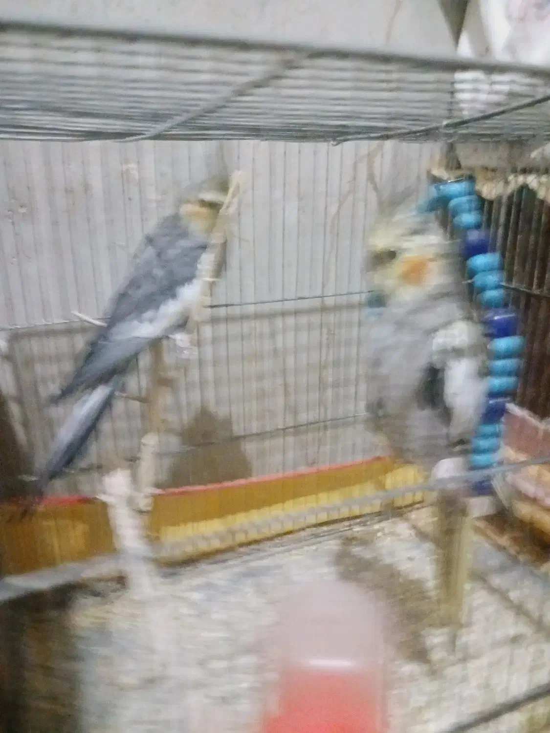 عروس هلندی|پرنده|هامون, |دیوار