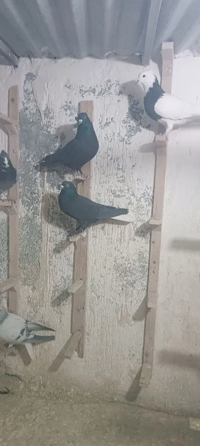 سلام پنج تا نر سوراخ|پرنده|کرمان, |دیوار