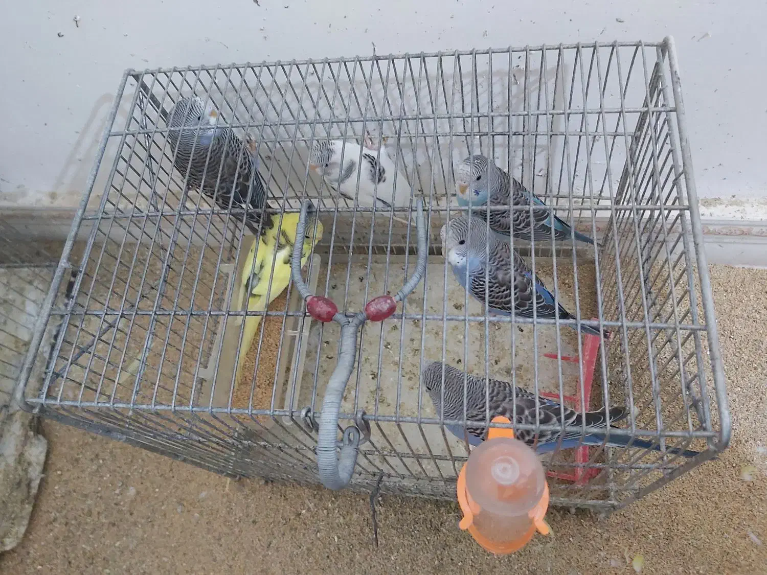 ۱۷تا مرغ عشق|پرنده|کرمانشاه, |دیوار