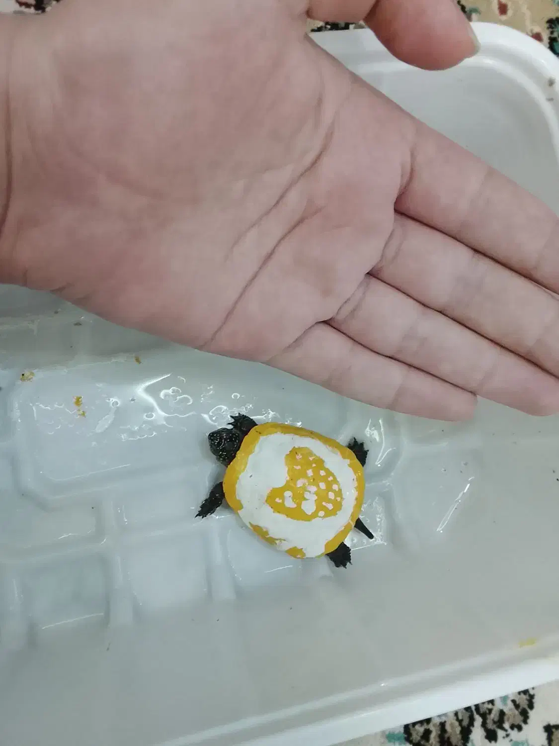 ماهی آکواریومی خاص کاشمر|ماهی|کاشمر, |دیوار