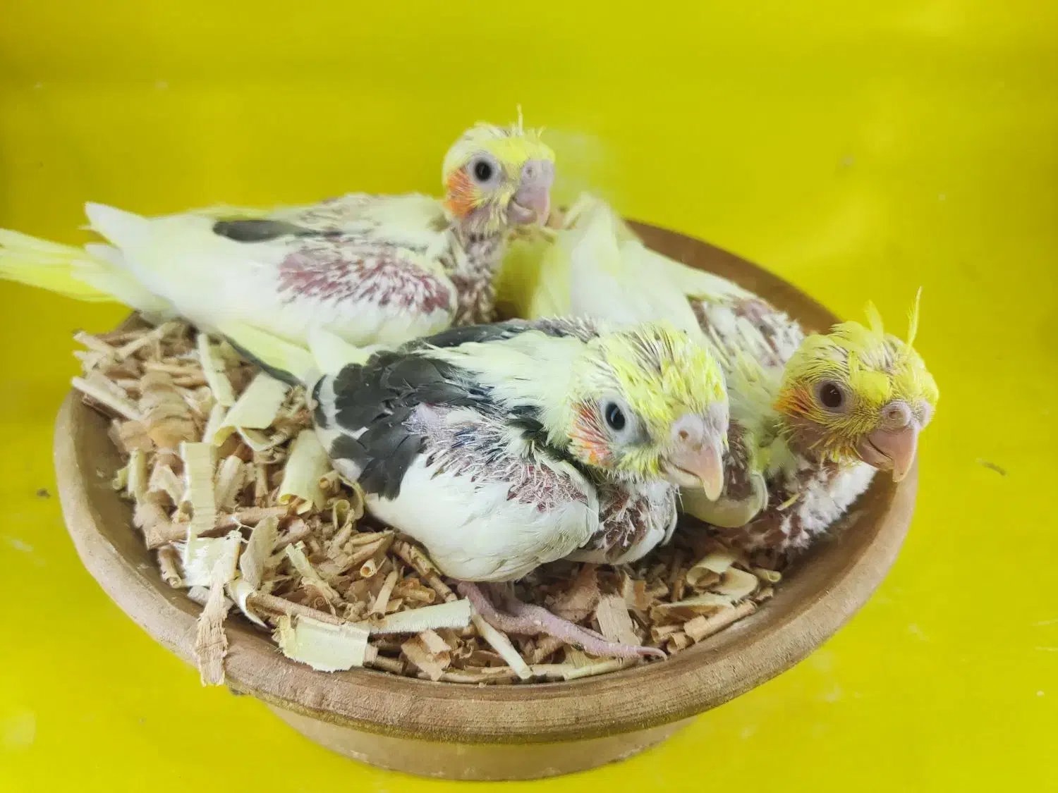 جوجه عروس سرلاکی راهب گرینچیک کوتوله|پرنده|قم, شهرک قدس|دیوار