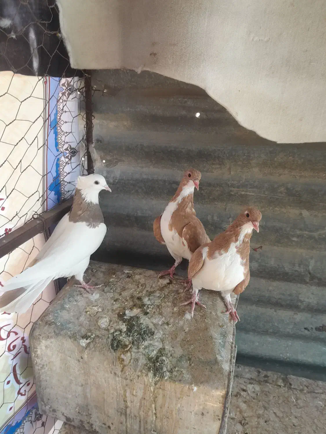 خوشرنگ زرد چشم چنگ سفید|پرنده|شیراز, مسلم|دیوار