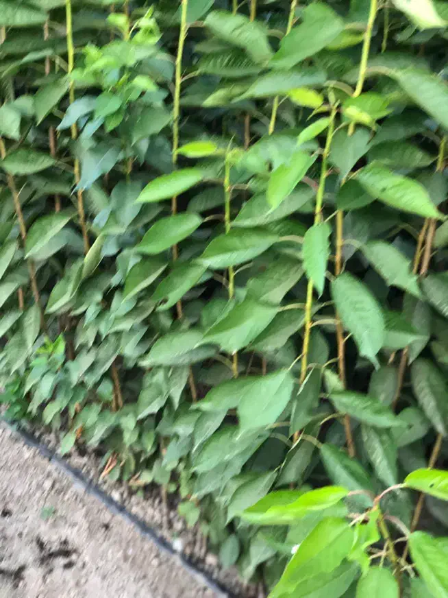 نهال دوساله دسته بیلی و دسته طی|گل و گیاه طبیعی|میاندوآب, |دیوار