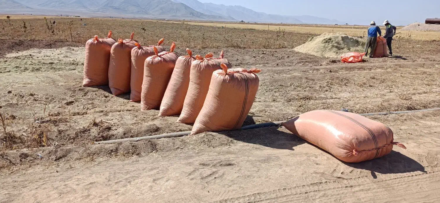 کاه لوبیا درجه یک تحویل سیرجان و شهر بابک|خدمات باغبانی و درختکاری|شهر بابک, |دیوار