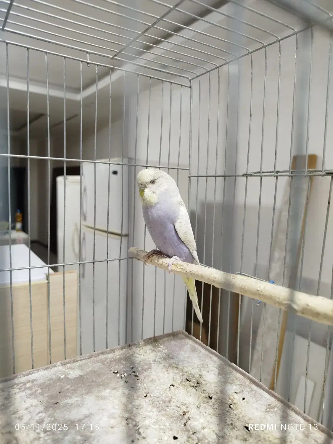 مرغ عشق|پرنده|فرخشهر, |دیوار