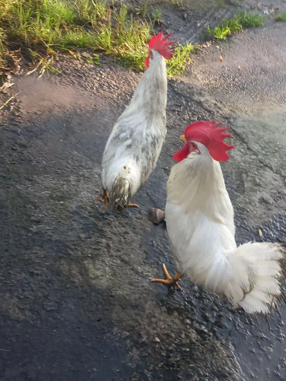 خروس سفید|حیوانات مزرعه|لاهیجان, لیالستان|دیوار