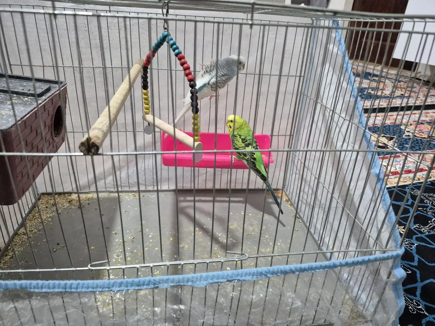 مرغ عشق|پرنده|مرودشت, ژیان|دیوار