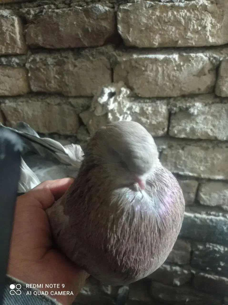 ماده سرور|پرنده|ساوه, |دیوار