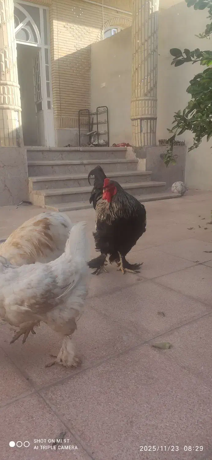 مرغ و خروس برهما|حیوانات مزرعه|خنج, |دیوار