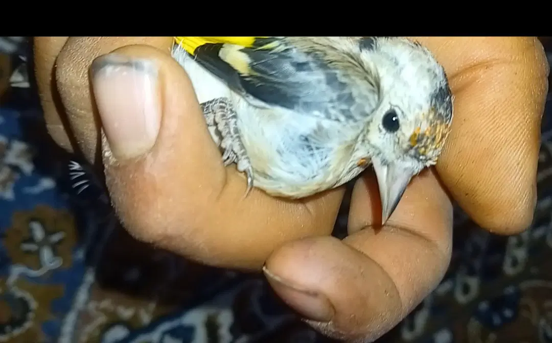سهر|پرنده|خلخال, |دیوار