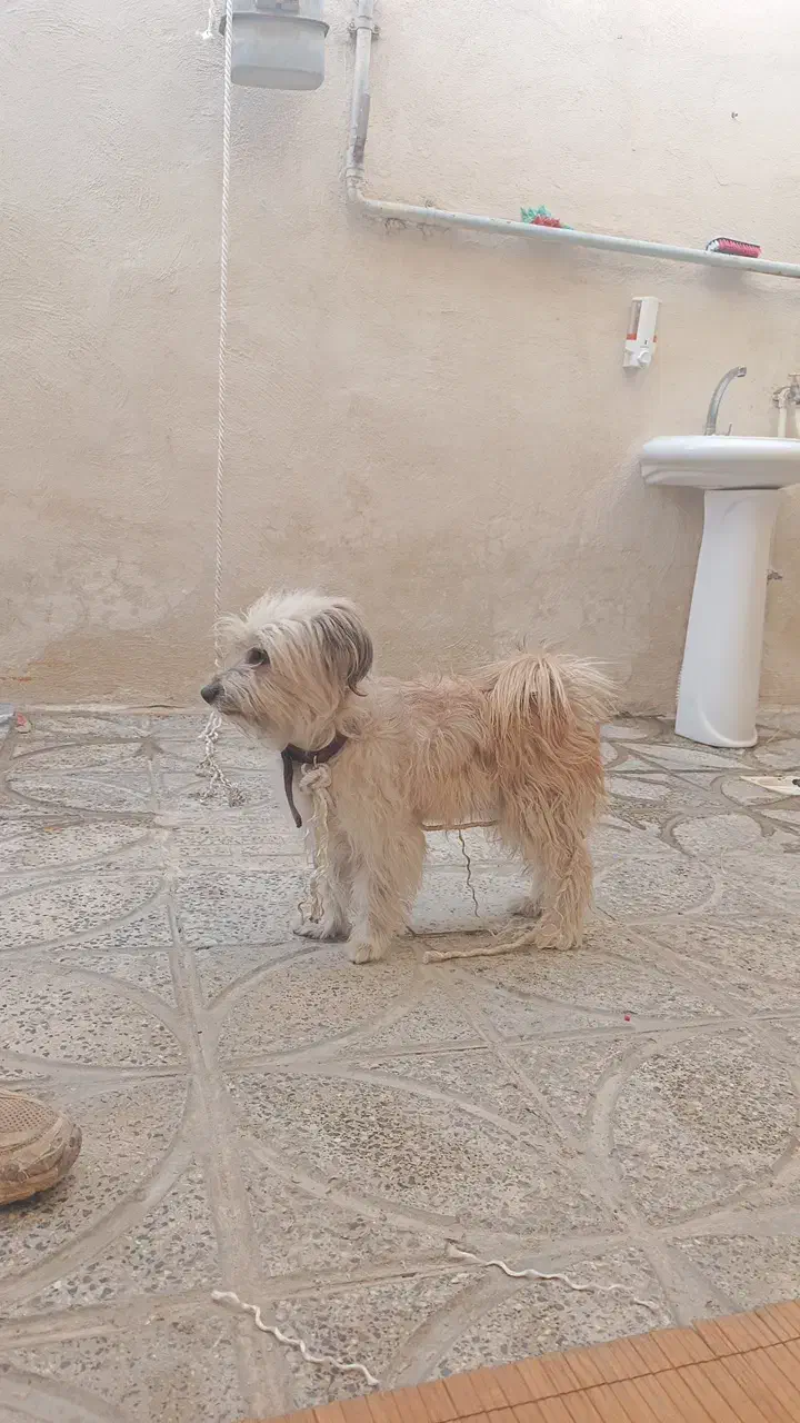 باهوش مهربون|سگ|الوند, |دیوار