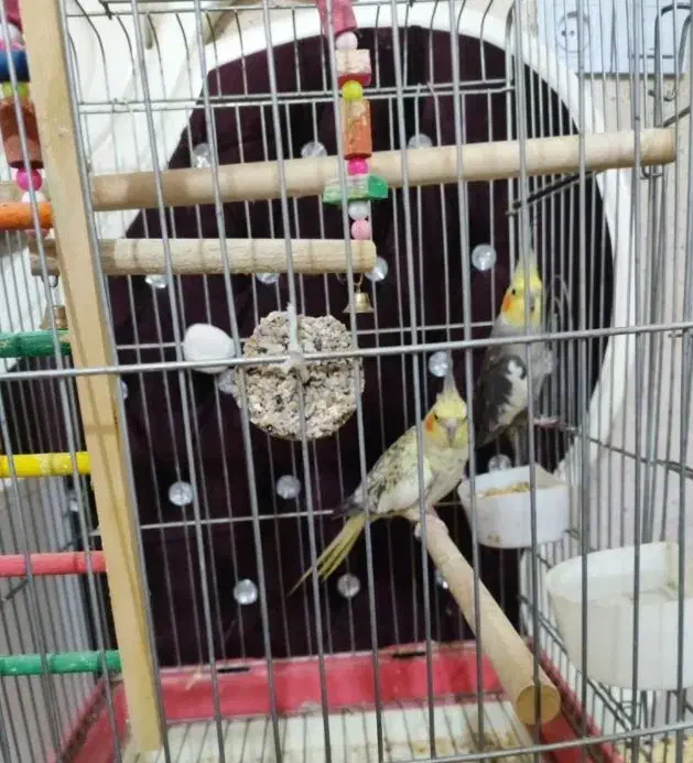 یک جفت عروس هلندی مولد|پرنده|کرج, کیانمهر|دیوار