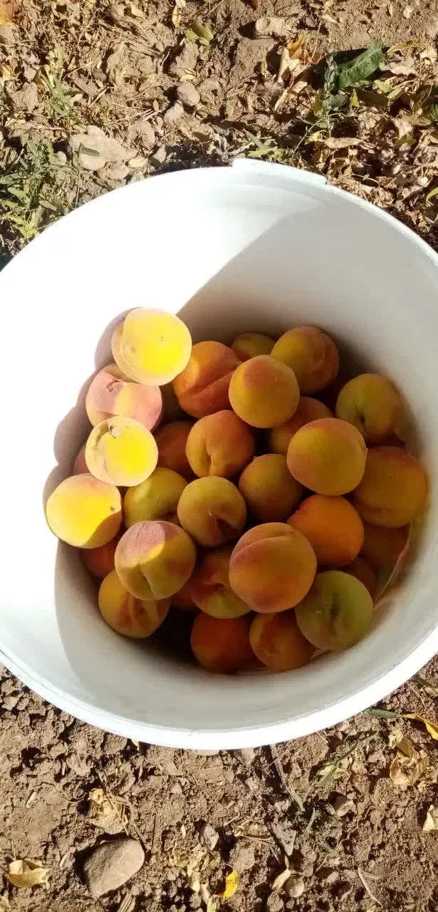 باغ|فروش دفتر صنعتی، کشاورزی، تجاری|اقلید, |دیوار