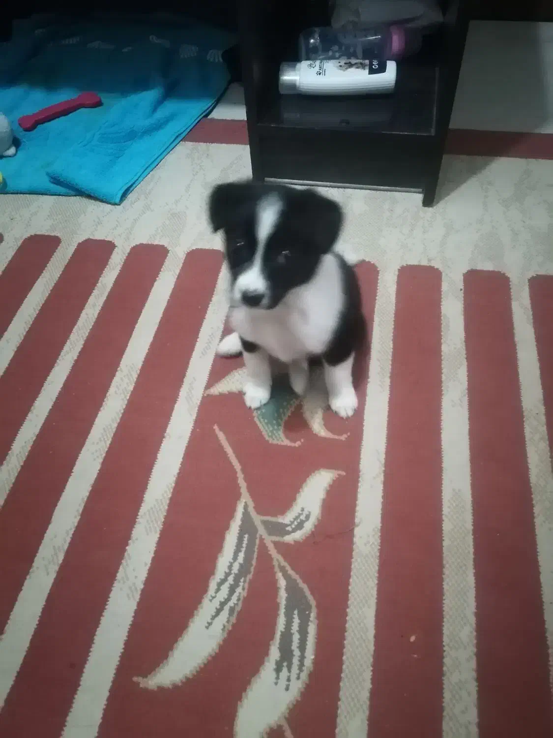 واگذاری سگ خانگی|سگ|شیراز, شهرک مهدیه|دیوار