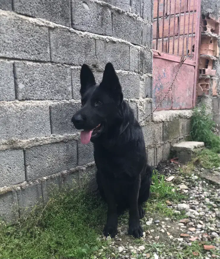 ژرمن بلک ماده اصیل|سگ|ساری, |دیوار