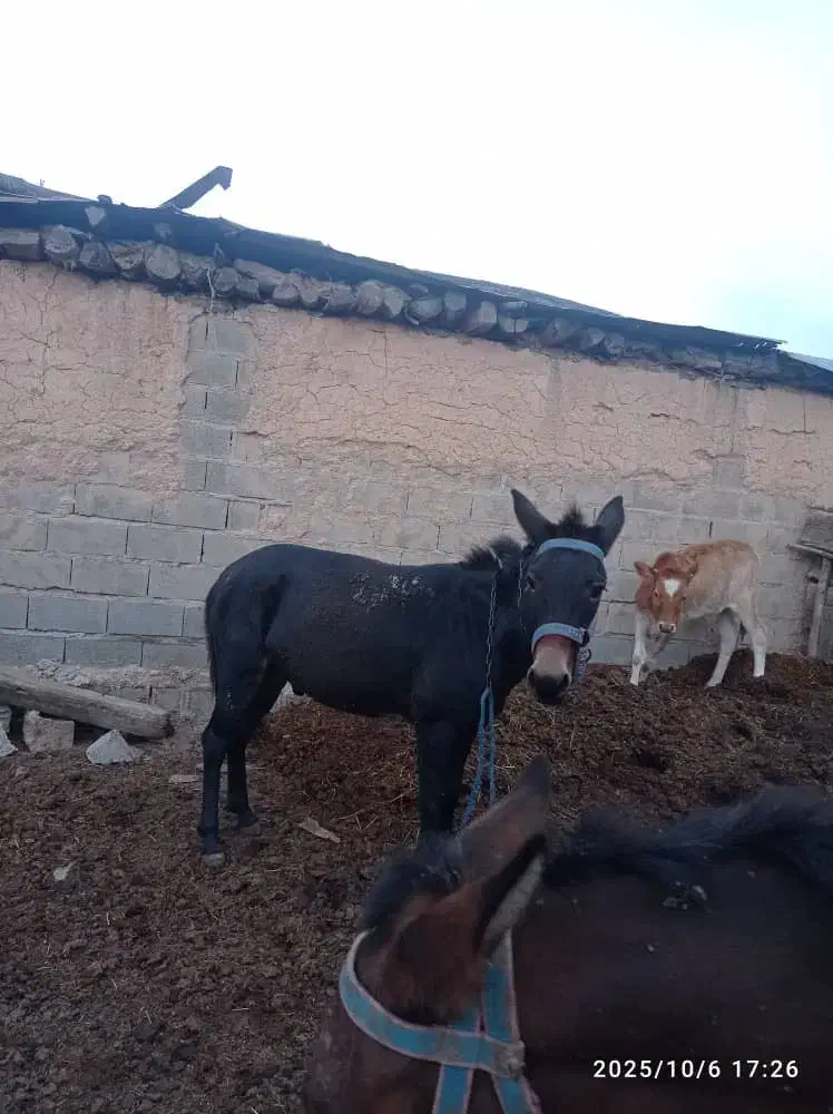 فروش قاطر ۷ ساله|حیوانات مزرعه|نوشهر, |دیوار