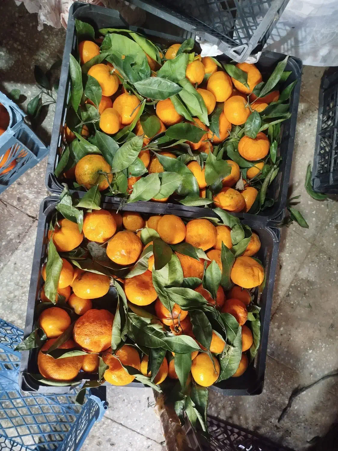 نارنگی|حراج|قم, زند آباد|دیوار