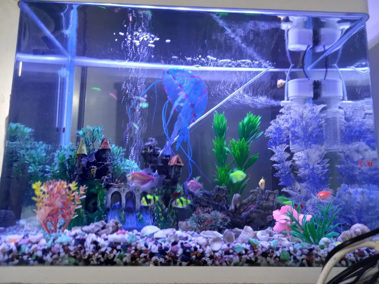 اکواریوم باماهی و تزئینات|ماهی|رشت, جماران|دیوار