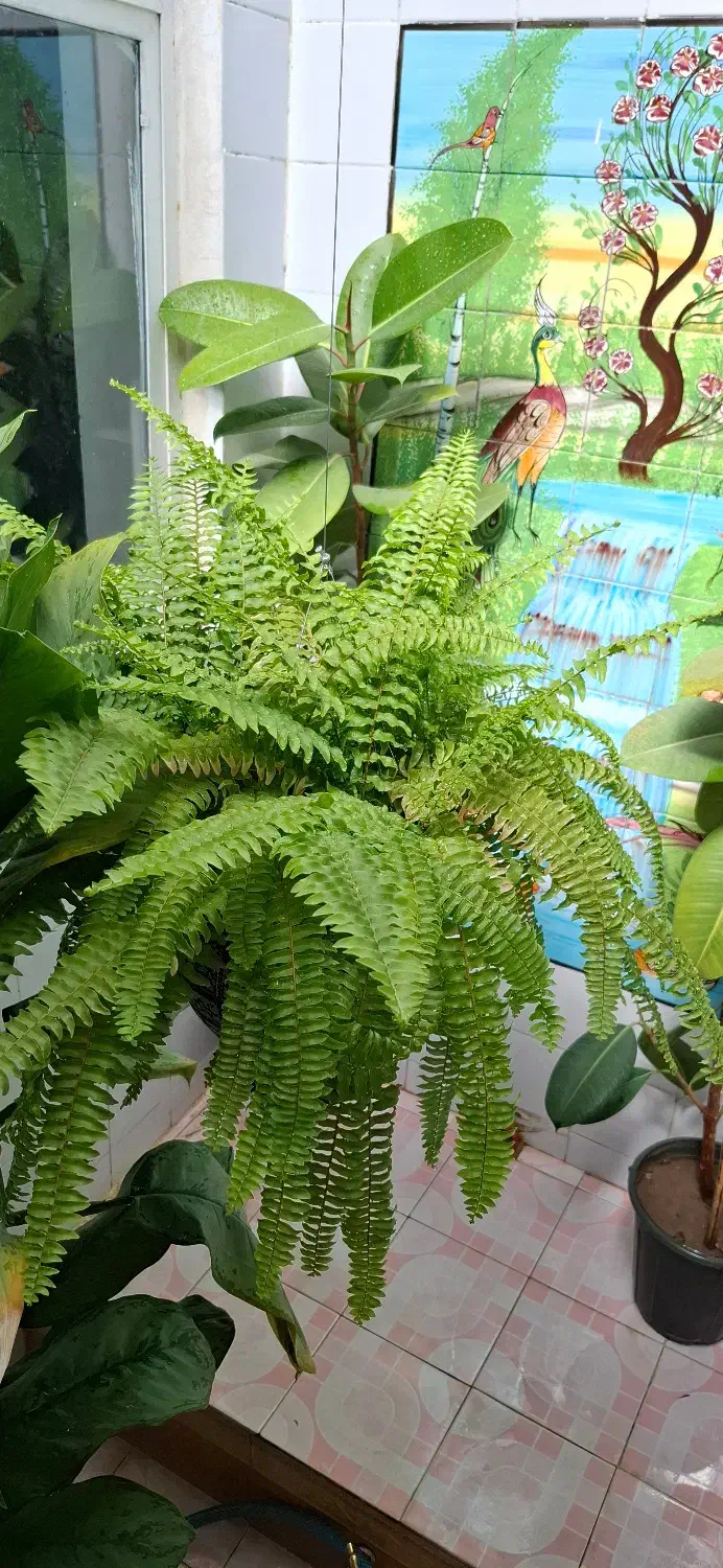 گل بزرگ جهت  هدیه و زیبایی دفتر کار و منزل|گل و گیاه طبیعی|فیروزآباد (فارس), |دیوار