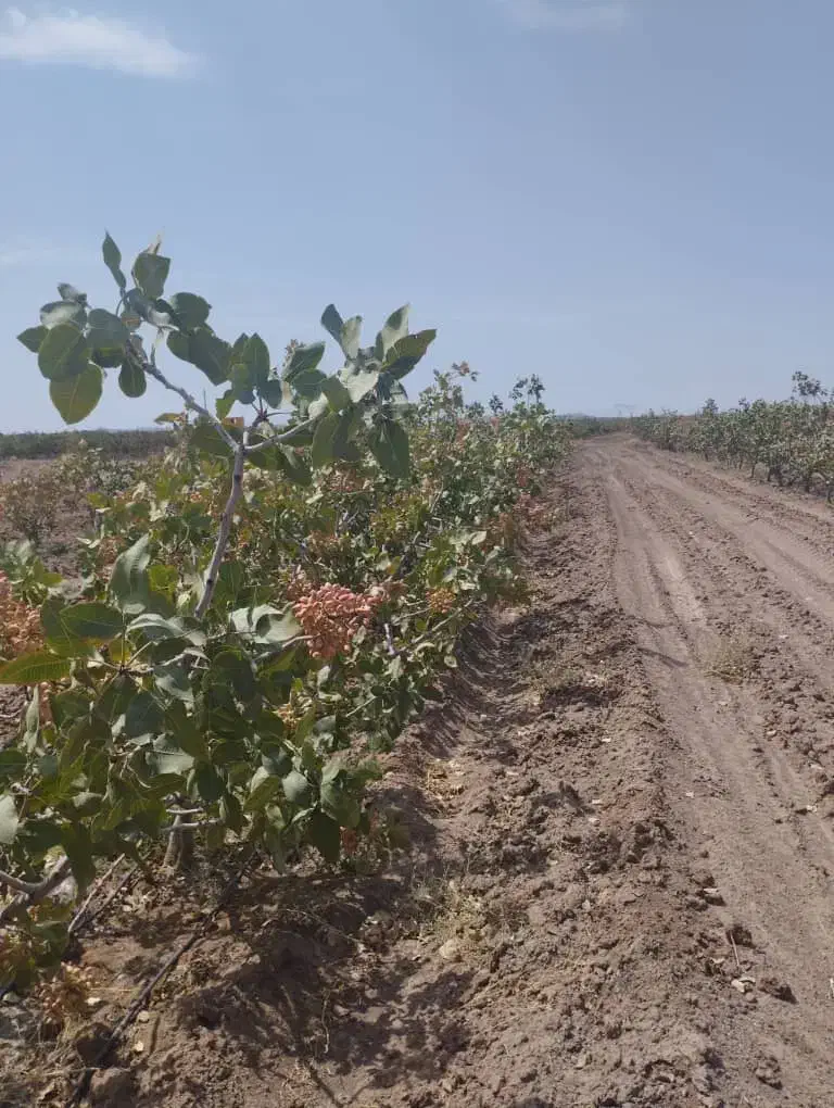 سلام ملک کشاورزی صنعتی کارگاهی قنوات|فروش دفتر صنعتی، کشاورزی، تجاری|قنوات, |دیوار