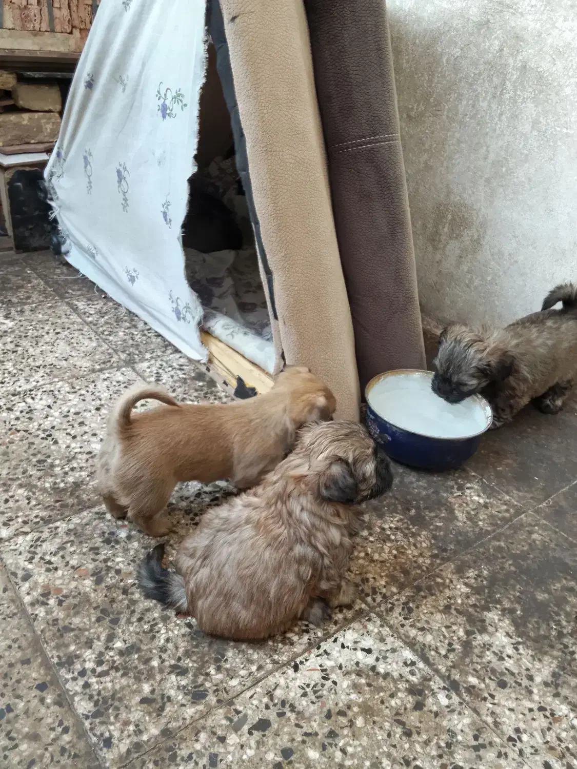 باسلام بدونه چونه یکی دومفت|سگ|دزپارت, |دیوار