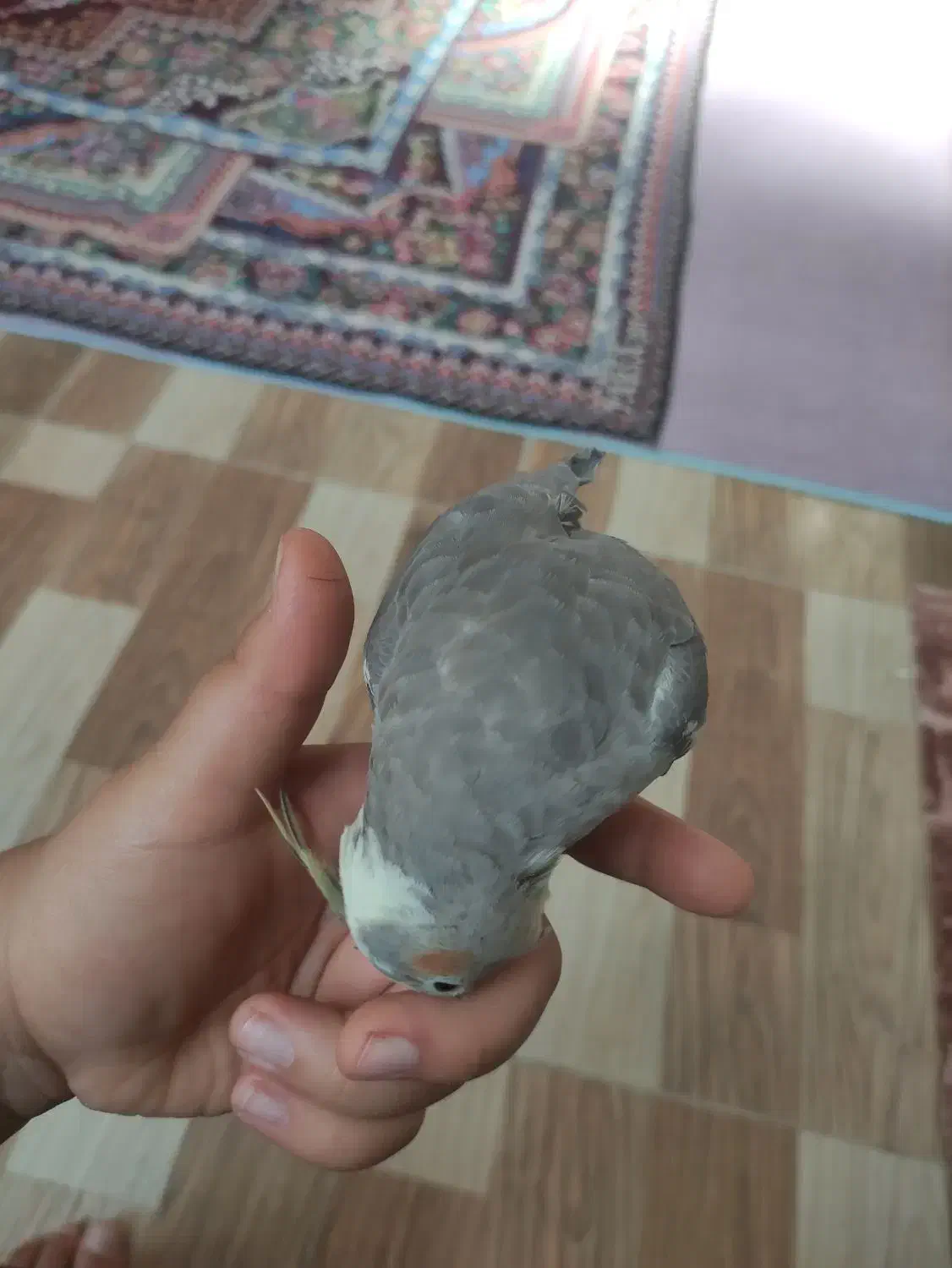 عروس هلندی ماده سخنگو|پرنده|شوش, |دیوار