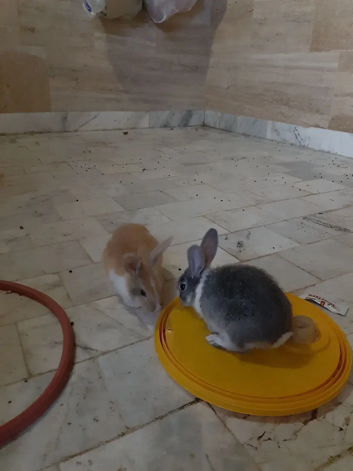 خرگوش|موش و خرگوش|بیرجند, |دیوار