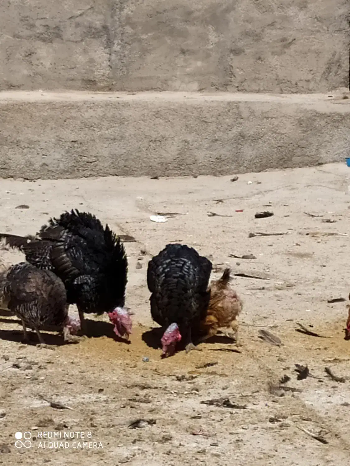 بوقلمون محلی خوب موجود هس|حیوانات مزرعه|زاغه, |دیوار