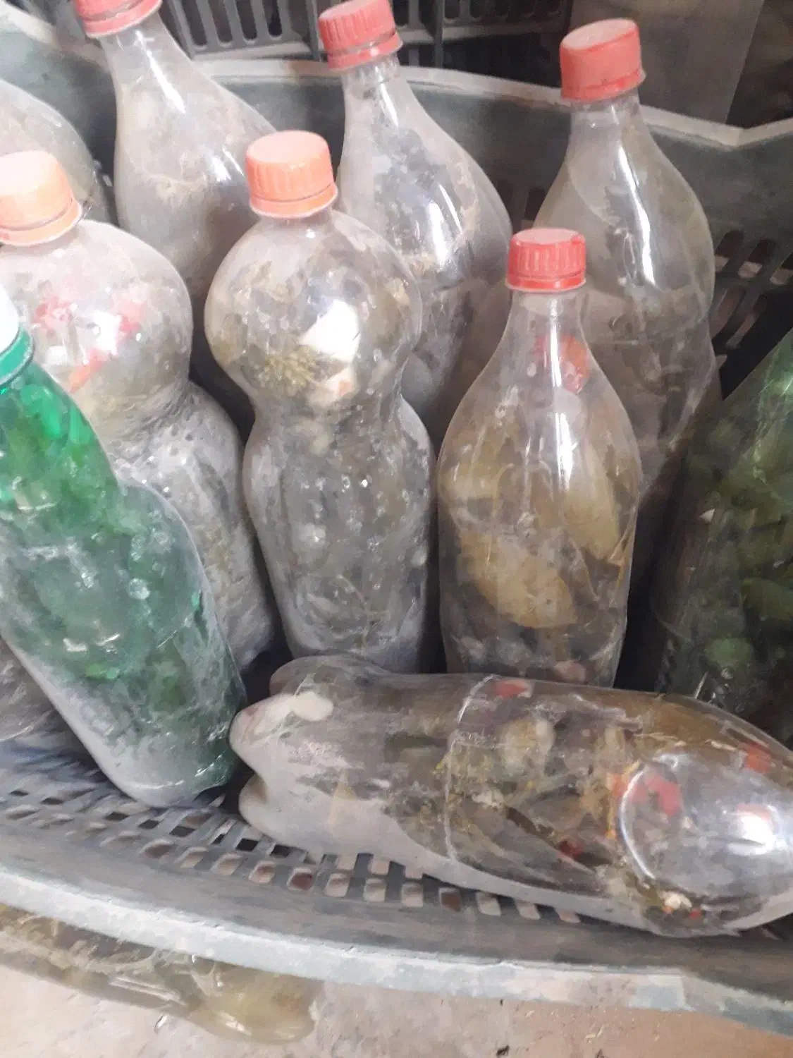 خیارشور|خوردنی و آشامیدنی|شیروان (خراسان), |دیوار