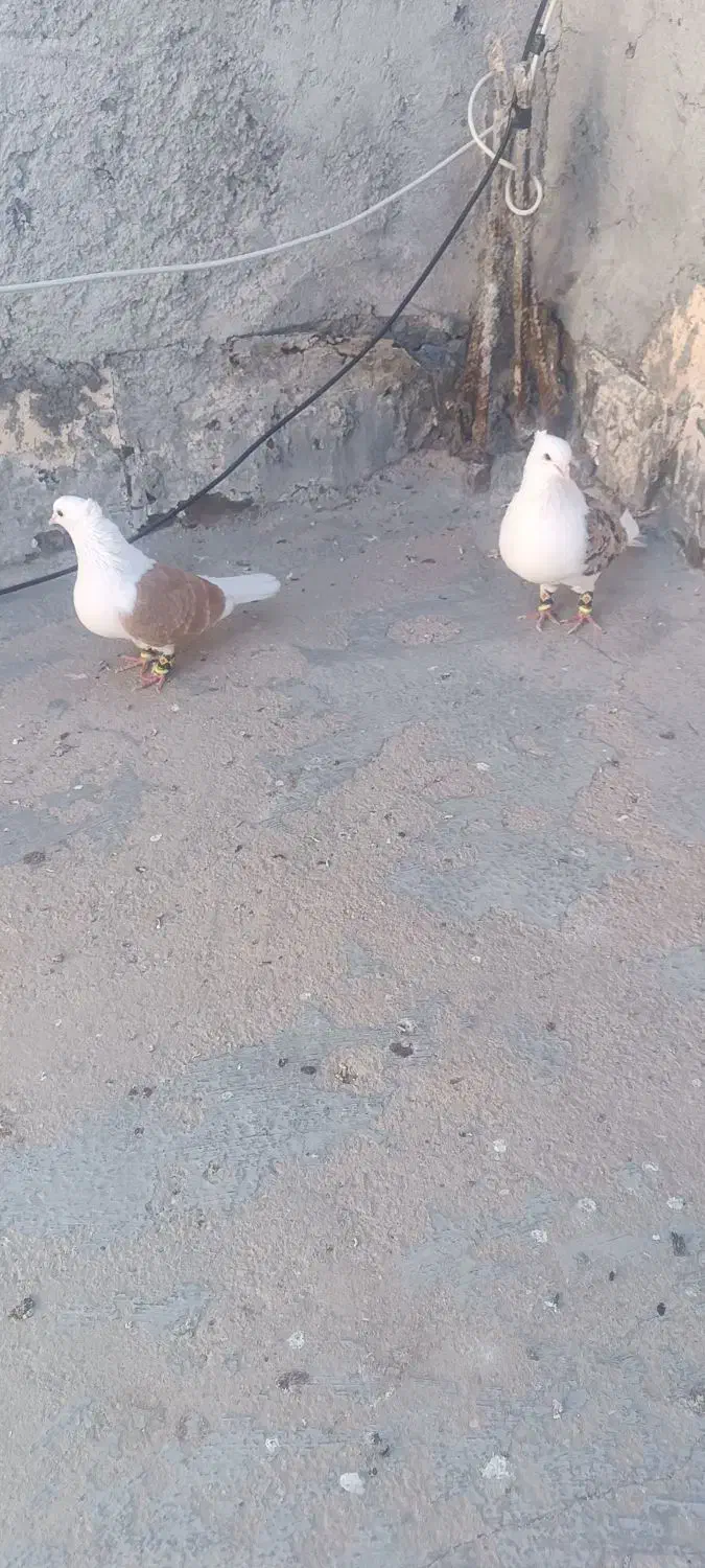 کفتر پشت زرد|پرنده|بجنورد, |دیوار