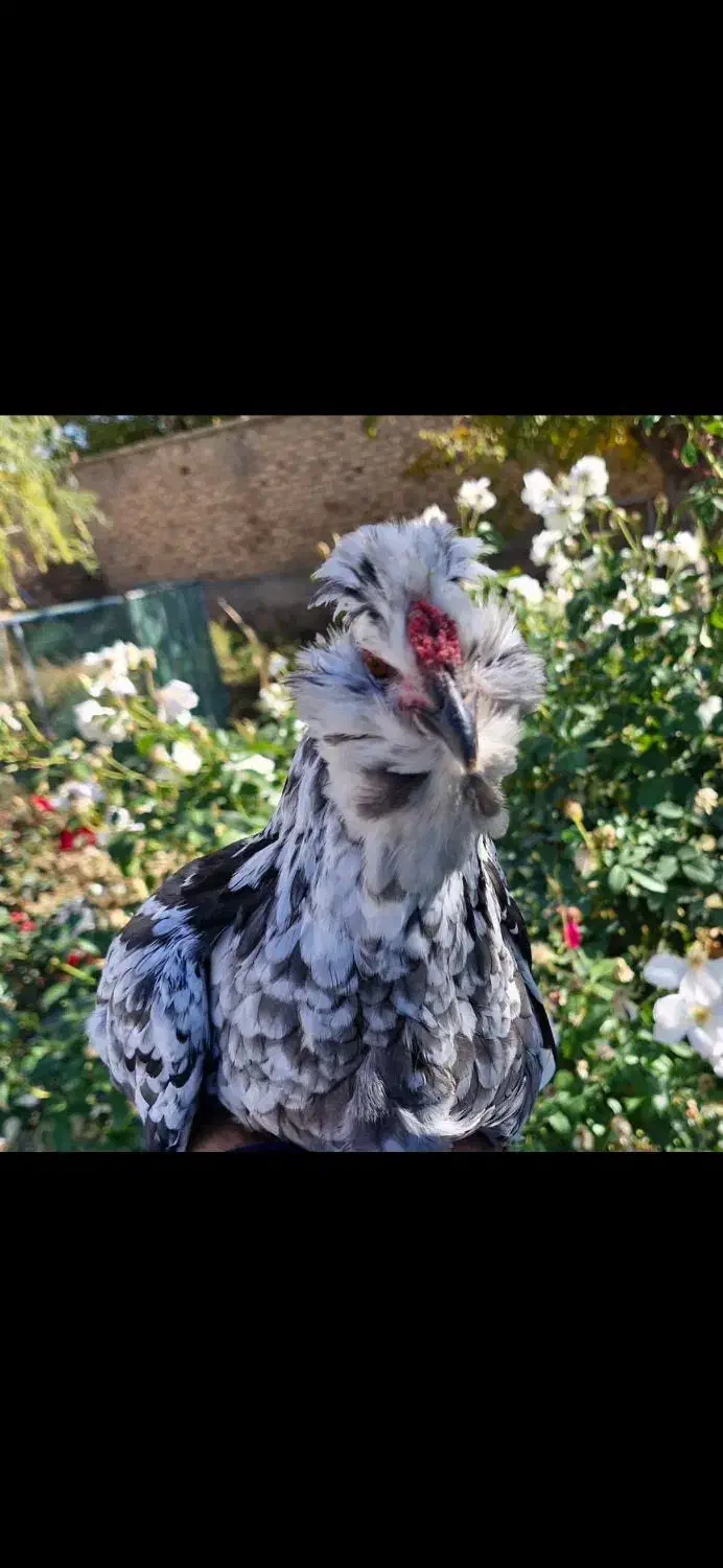 تخم نطفه دار گلین طوسی|حیوانات مزرعه|کرمانشاه, |دیوار