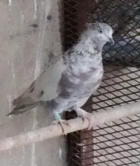 کفتر|پرنده|کهریزک, |دیوار