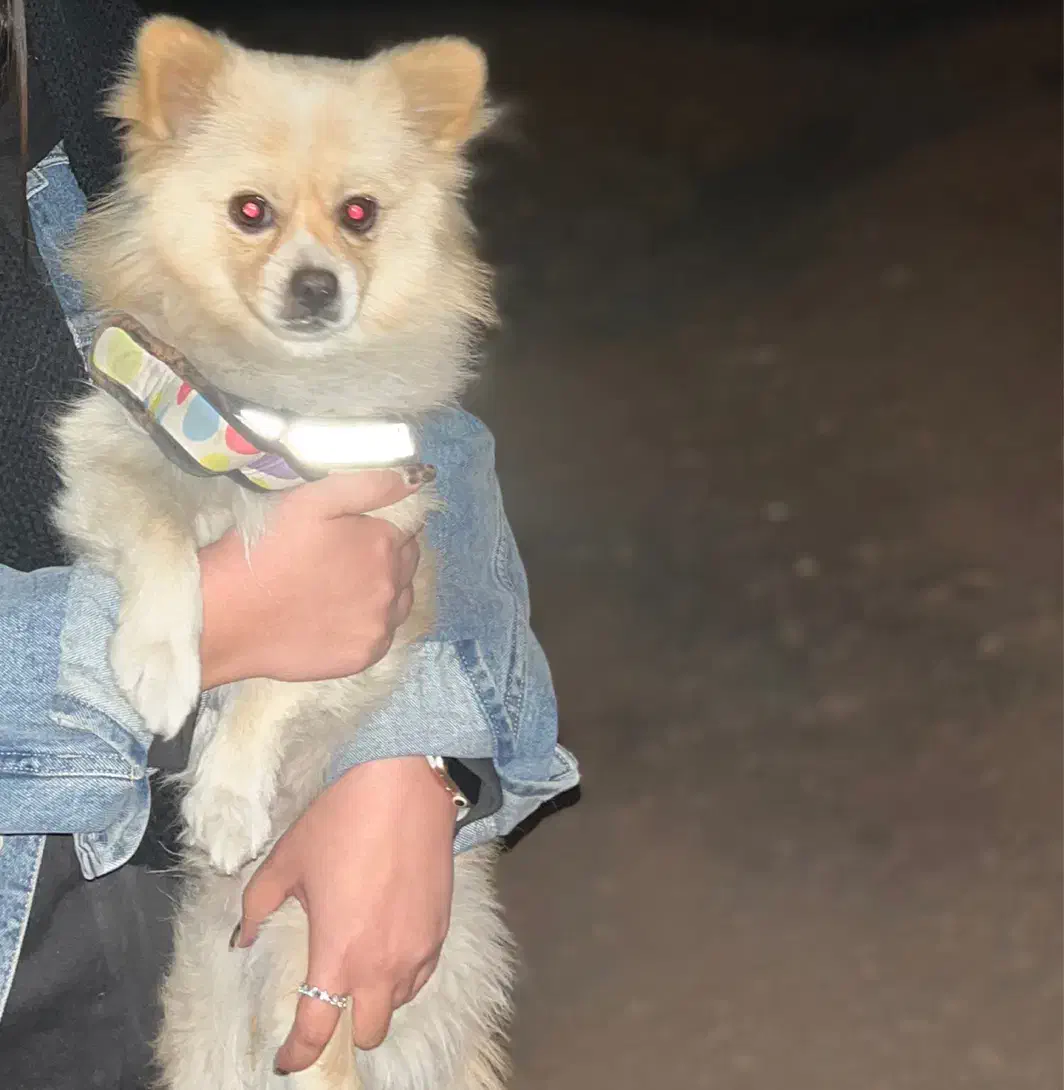 پامرین اصل از نژاد روباهی آلمانی|سگ|پاکدشت, پاکدشت (مامازند)|دیوار