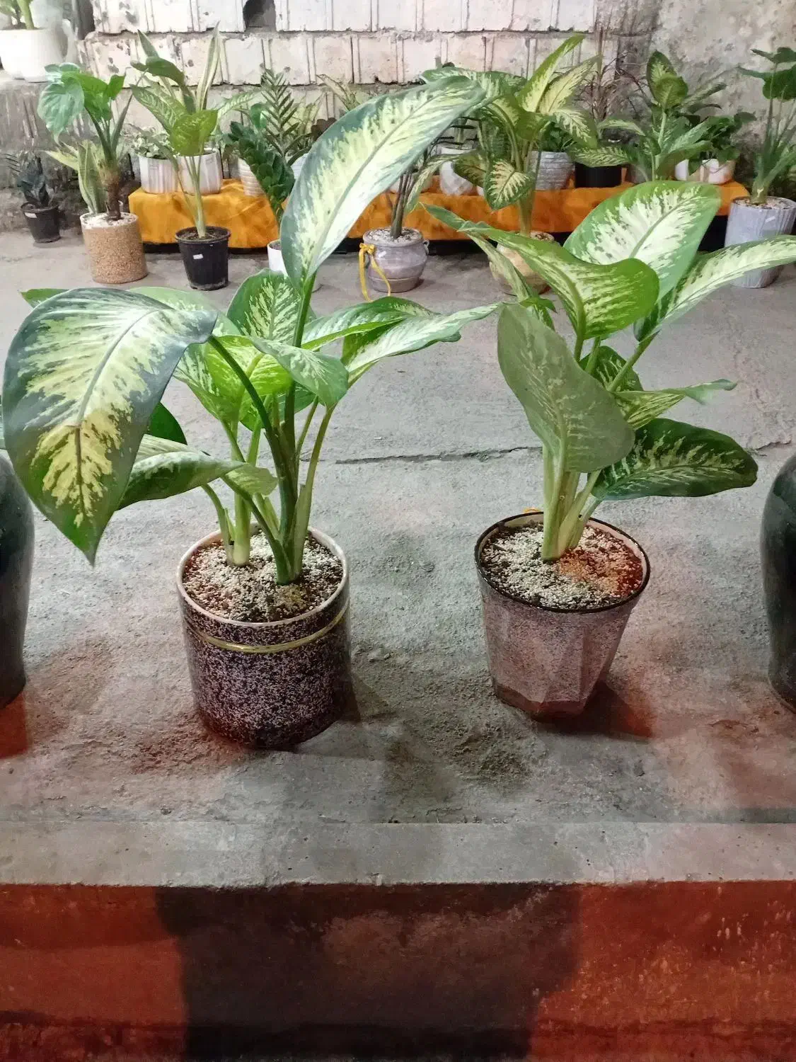 انواع گلهای آپارتمانی|گل و گیاه طبیعی|آمل, |دیوار