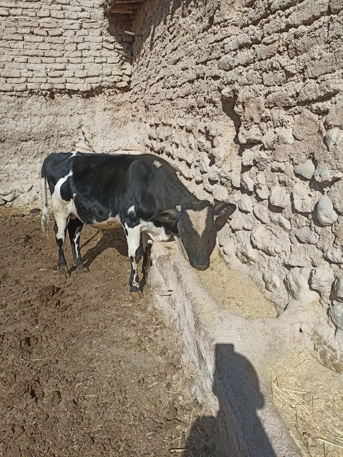 گوساله نر چاق|حیوانات مزرعه|اقلید, |دیوار