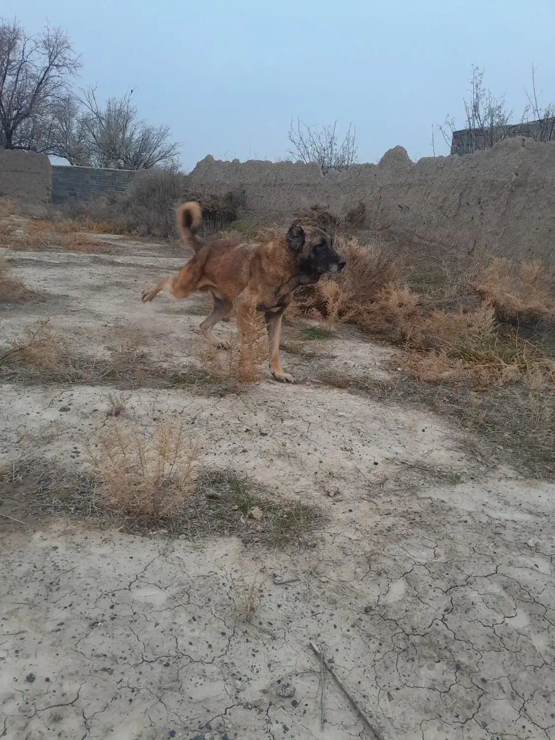 سرابی|سگ|تبریز, |دیوار